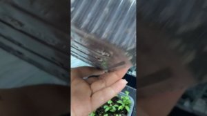 Черенкование петунии.