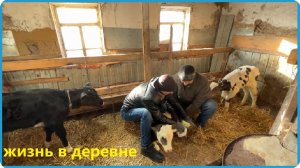СЕРЁГУ ПОНЕСЛО, НЕ ОСТАНОВИТЬ, КУПИЛИ ЕЩЁ ТЕЛЯТ,  ЖИЗНЬ В ДЕРЕВНЕ