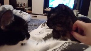 Тушёнка удалась//Всё сидят на мне//Просят кушать//