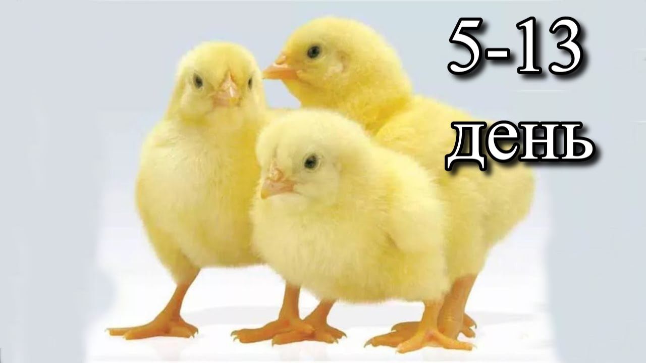 Выращивание бройлеров без антибиотиков — дни 5–13 | Рост, поение, уход