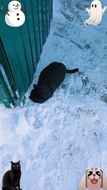 Когда друзьям скучно🐶 🐱😅 смотреть онлайн