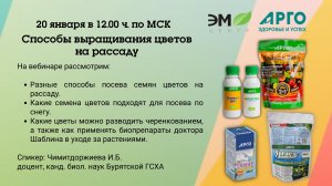 Способы выращивания цветов на рассаду