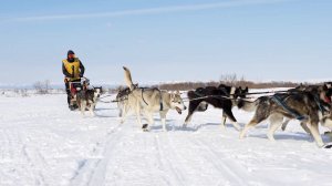 КАЮРЫ ОПРЕДЕЛИЛИСЬ