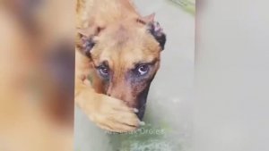 Смейтесь до слез с этими смешными животными.