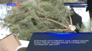 Ёлочный круговорот: как новогодняя ёлка после праздников становится полезной щепой?