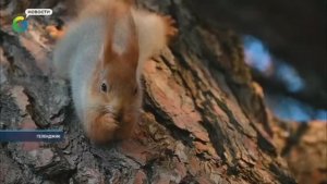 21 января ежегодно отмечается День признательности белкам