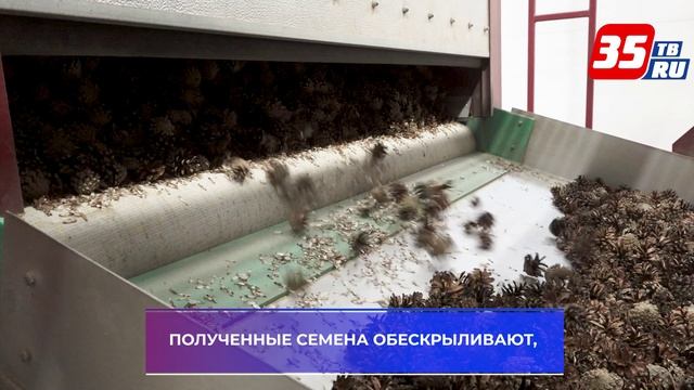 В Вологодской области началась переработка сосновых и еловых шишек на семена смотреть онлайн