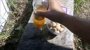 убойная привада для карася из доступных компонентов. прикормка на основе чеснока и масла.