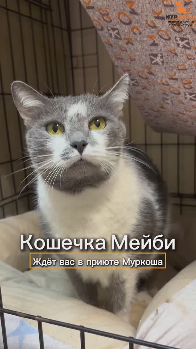 Мейби ждёт вас в приюте #Муркоша
