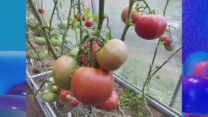 Каталог томатов на 2026 год. Часть 17. г. Киров. т. 89229284031