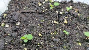 Рассада клубники радует, показываются настоящие листочки