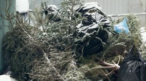 Елки в дело