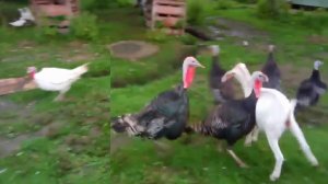 Местные разборки