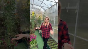 Табачная и серная шашка. Что выбрать для обработки к следующему сезону