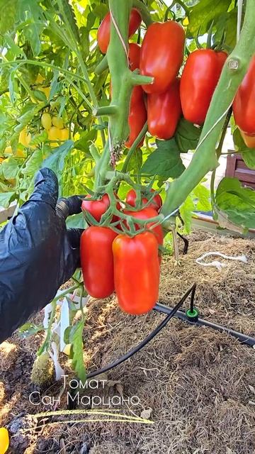 🍅 Томат Сан Марцано смотреть онлайн