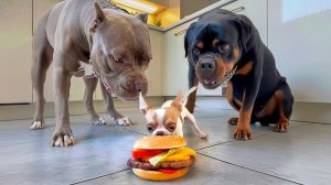 Животные в самом смешном виде — невозможно не смеяться