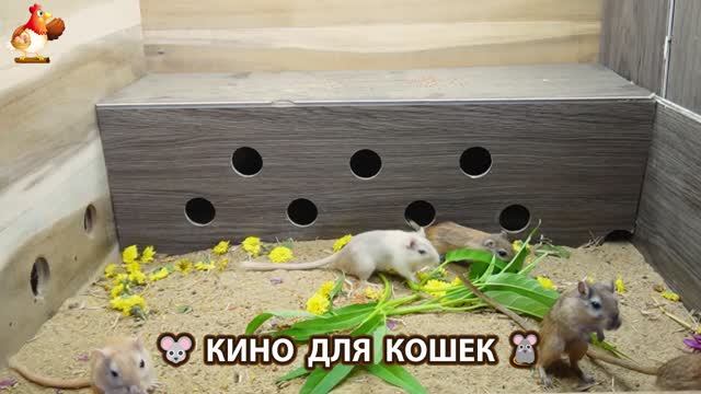 Видео для кошек про крысок развлекать питомцев 🐭🐀😂 (436) смотреть онлайн