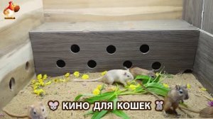 Видео для кошек про крысок развлекать питомцев 🐭🐀😂 (436)