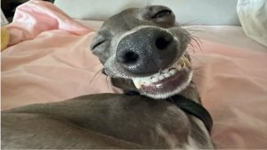 ВИДЕО ПРИКОЛЫ С ЖИВОТНЫМИ НЕВЕРОЯТНО СМЕШНЫЕ ЖИВОТНЫЕ😆😂