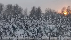 Новый год 25 26