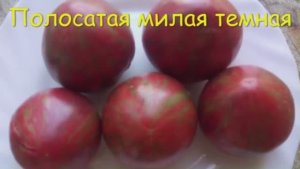 Каталог томатов на 2026 год. Часть 5. г. Киров  т. 89229284031