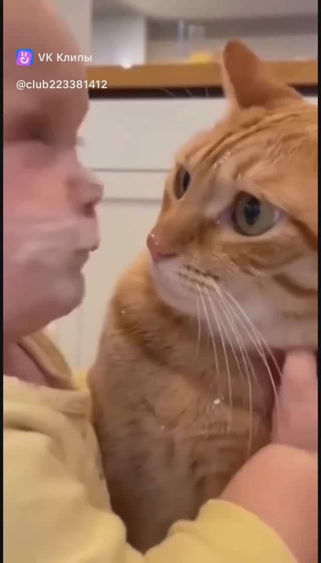 Приколы с животными смотреть онлайн