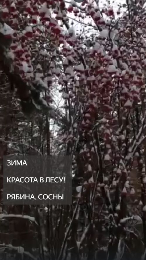 Зимняя сказка. Красота в лесу. Снег. Сугробы. Рябина. Сосны. Очень красиво! Природа. #Shorts смотреть онлайн