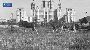 ДНЕВНИК ИСТОРИИ №411