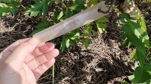 Пион 'Корал Мэджик' после пересадки