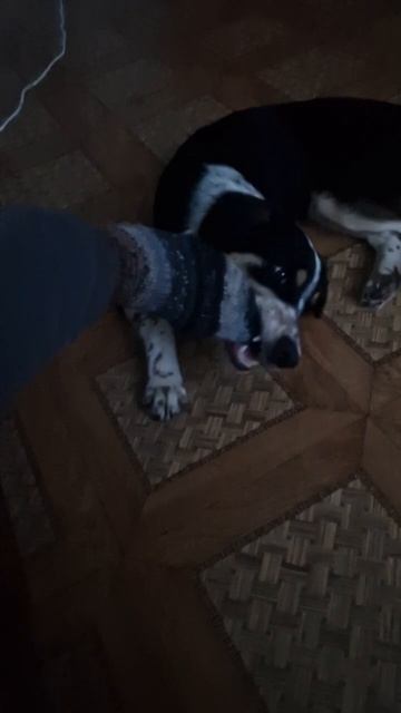 ПРИКОЛ!!! смотреть онлайн