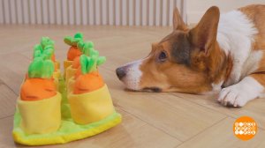 Собака, давай с тобой играть! Доброе утро. Фрагмент выпуска от 21.01.2026