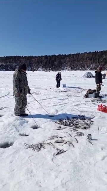 Корюшка на топовые блёсны Mr. Musurok: Булава, Кратос, Посейдон!