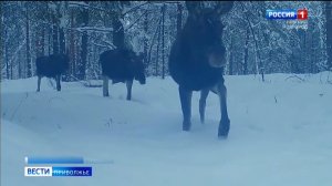 В объектив фотоловушки на днях попали лоси