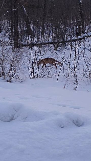 ЛИСА В ГОРОДЕ / ЗИМА 2026 / ЖИВАЯ ПРИРОДА смотреть онлайн