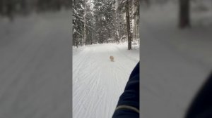 прогулка на лыжах с Тошей