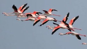 Парящие над водой