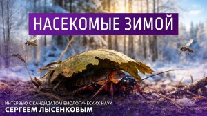 Насекомые зимой. Интервью с кандидатом биологических наук Сергеем Лысенковым