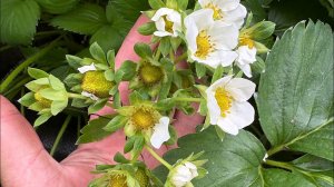 Вторая волна плодоношения‼️‼️‼️ Мы все сделали правильно‼️‼️‼️