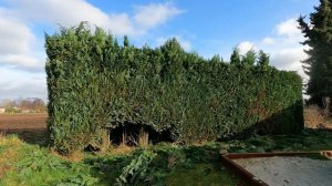 Кусторез. Обрезка запущенной живой изгороди