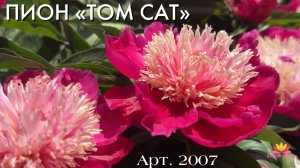 Травянистый "TOM CAT"/Сад Ворошиловой