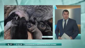 21.01.2025 Щенки для службы