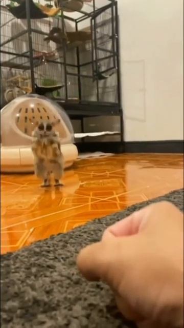 ГАЛАГО — МИЛАХА ИЗ АФРИКИ  (@infackts)