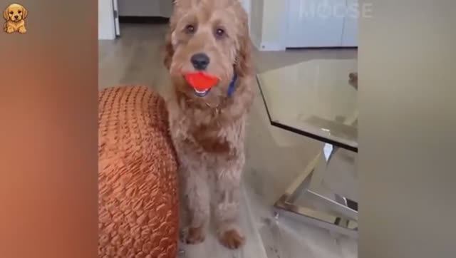 😻 Новые смешные видео с кошками и собаками😆 Лучшие и самые смешные видео с животными смотреть онлайн