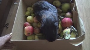 Блэкки осенние заготовки сент 2023