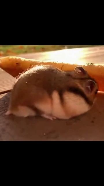 животные питомцы животные_мира защитники_животных