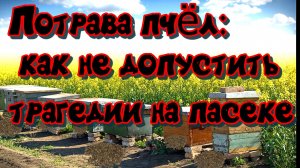 Гибель пчёл от пестицидов: что можно сделать уже сейчас