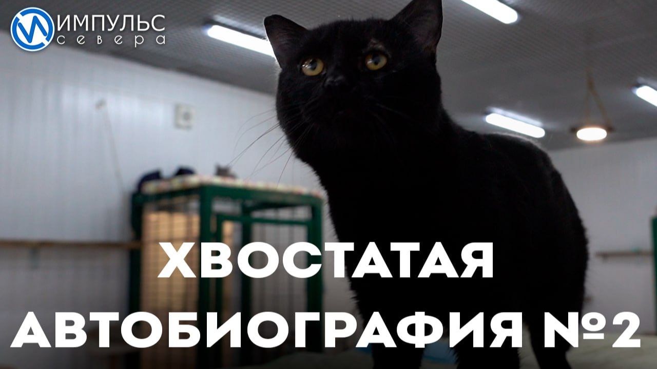 Хвостатая автобиография: кот Мурзик о своём характере и ожидании новых хозяев смотреть онлайн