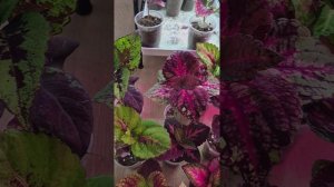 Чем отличаются Семенные колеусы от Вег