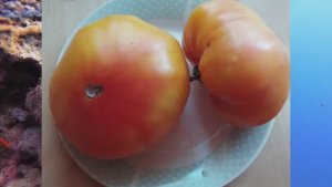 Каталог томатов на 2026 год.  Новинки 2025 года. Часть 2. г. Киров   т. 89229284031