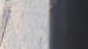 Рыжая воровка: по- крупному!😆😆😆